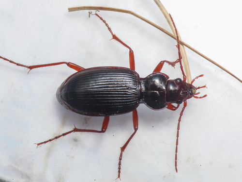 Nebria posthuma