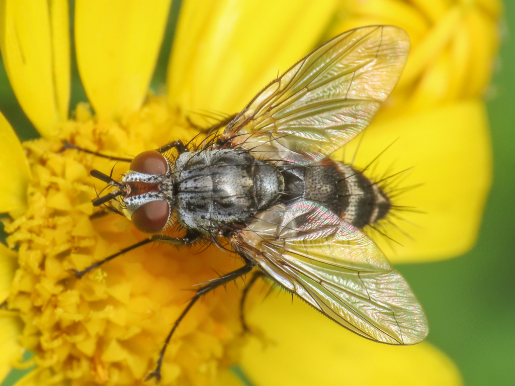Aphria longirostris