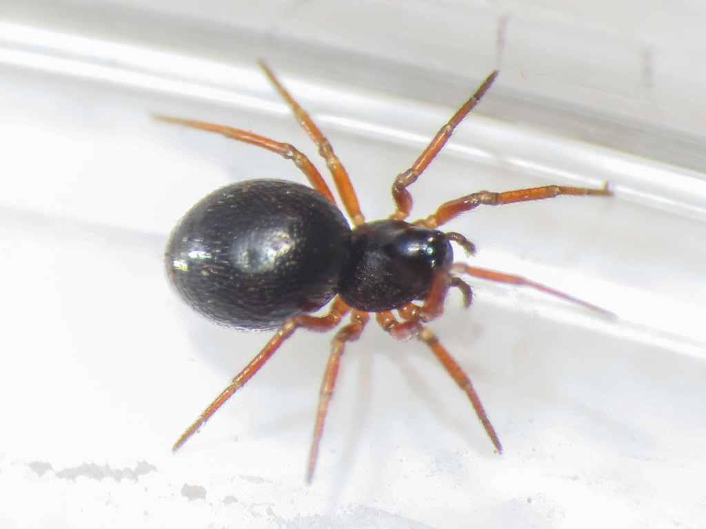 Minyriolus medusa