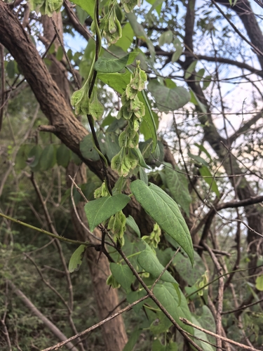 Fallopia dentatoalata iNat (3)