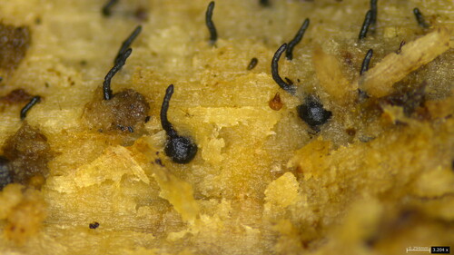 Natantiella ligneola