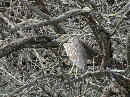 Martinete común (Nycticorax nycticorax)