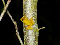 Dendropsophus reticulatus