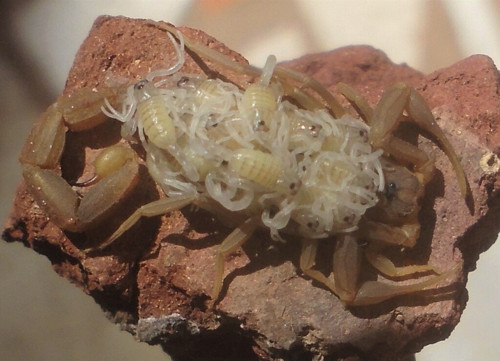 Compsobuthus werneri