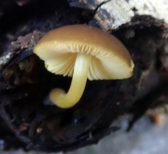 Pluteus pauperculus