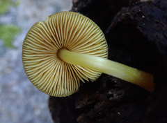 Pluteus pauperculus