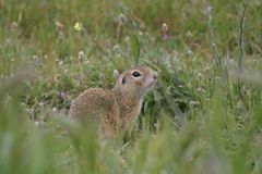 European Ground Squirrel photo 4