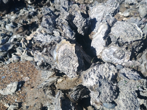 Magallana gigas