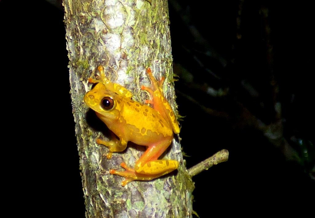Reticulate Treefrog