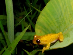 Dendropsophus reticulatus