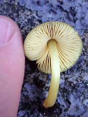 Pluteus pauperculus