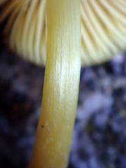 Pluteus pauperculus