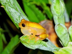 Dendropsophus reticulatus
