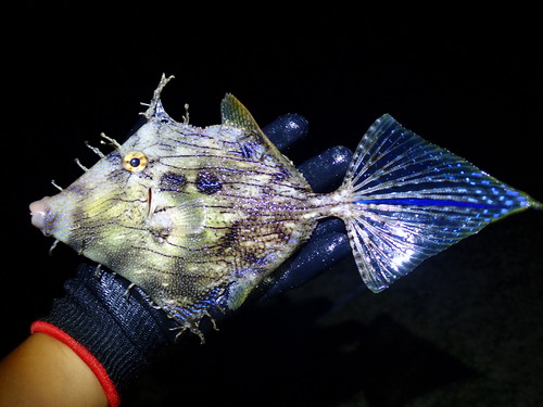 Tasselled leatherjacket (Chaetodermis penicilligerus) — Monacanthidae — 2