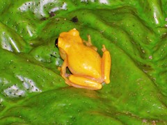 Dendropsophus reticulatus
