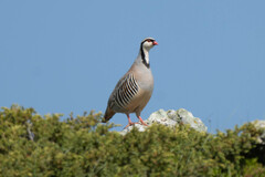 Rock Partridge photo 2