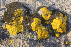 Candelariella citrina image