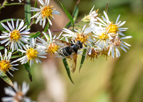 Unknown species found near Aroostook County, ME, USA