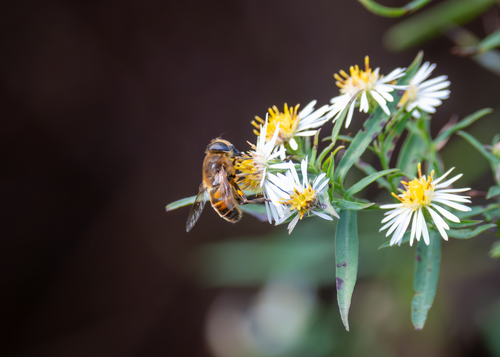 Unknown species found near Aroostook County, ME, USA