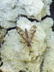 Rhagio atlanticus