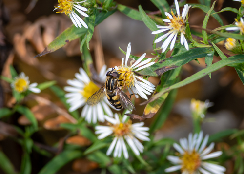 Unknown species found near Aroostook County, ME, USA
