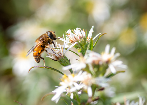 Unknown species found near Aroostook County, ME, USA