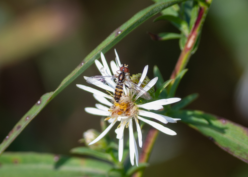 Unknown species found near Aroostook County, ME, USA