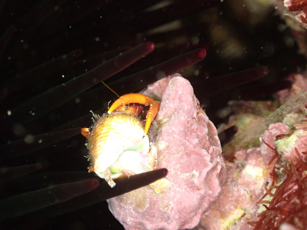 Calcinus gaimardii