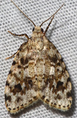 Clemensia ochreata