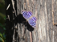 Myscelia ethusa ethusa