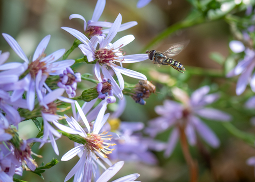 Unknown species found near Aroostook County, ME, USA