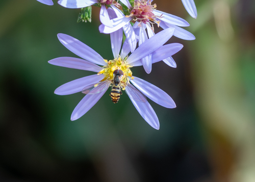 Unknown species found near Aroostook County, ME, USA