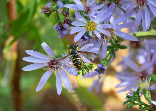 Unknown species found near Aroostook County, ME, USA