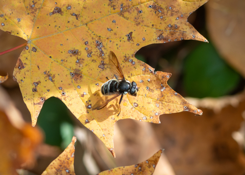 Unknown species found near Aroostook County, ME, USA