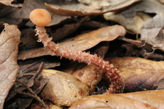 Laccaria squarrosa