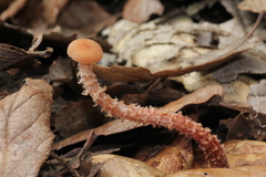 Laccaria squarrosa