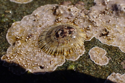 Scurria variabilis observed 2025-10-06