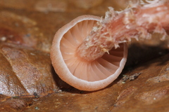Laccaria squarrosa