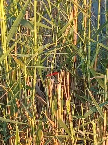 Scarlet Skimmer