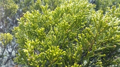 Lepidothamnus intermedius