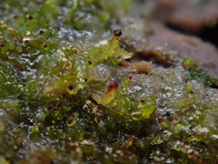 Crossocalyx hellerianus