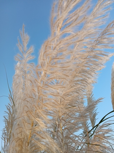 Wild Cane