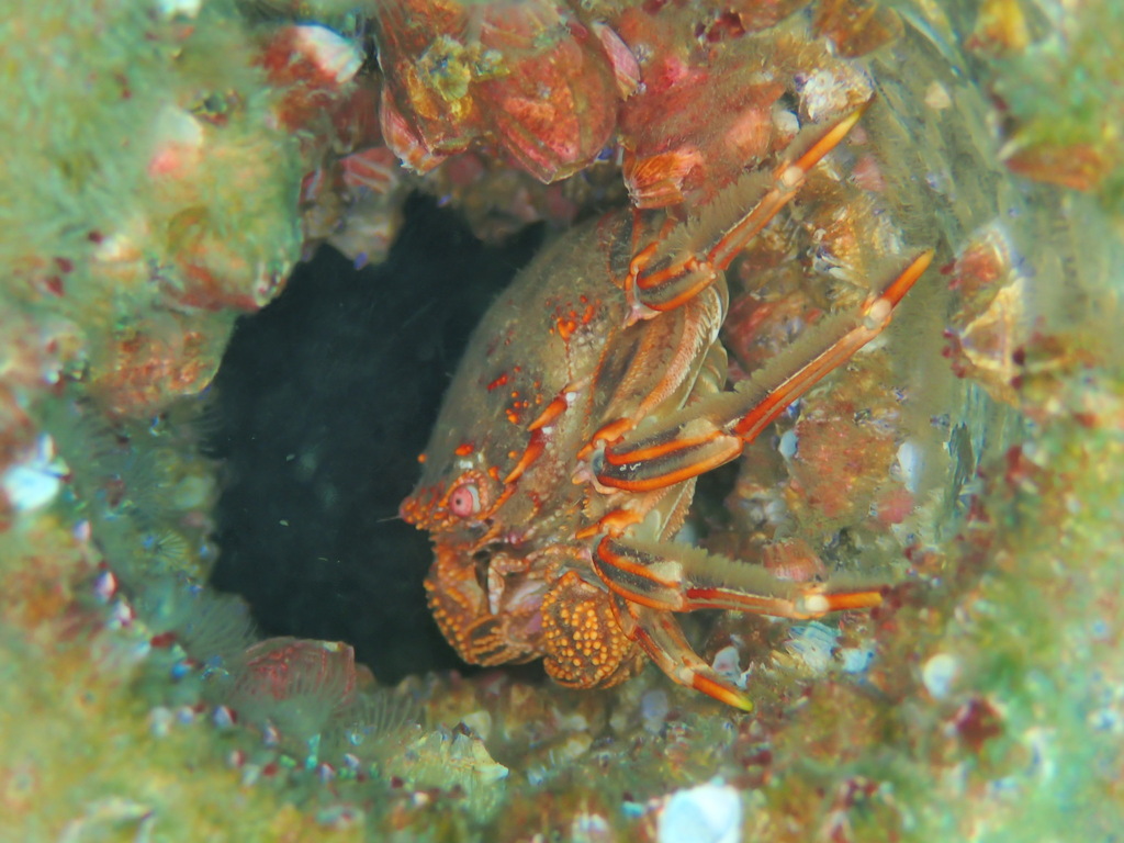 Cleft-fronted Bait Crab