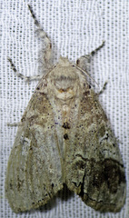 Dasychira leucophaea