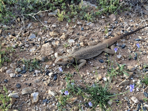Central Bearded Dragon
