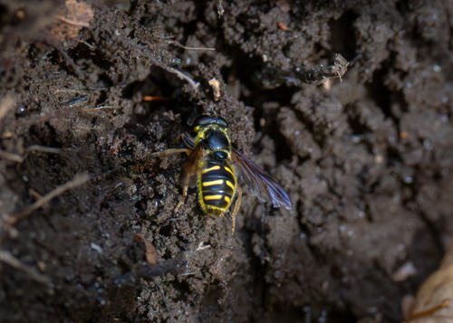 Unknown species found near Palermo, ME, USA