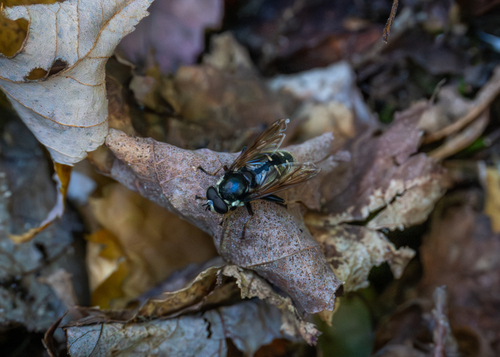 Unknown species found near Palermo, ME, USA