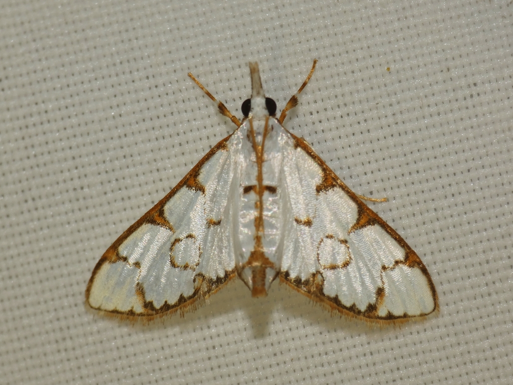 Cirrhochrista annulifera