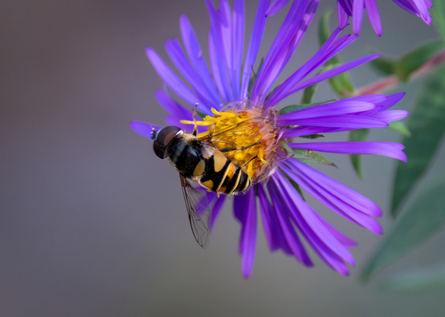 Unknown species found near Palermo, ME, USA