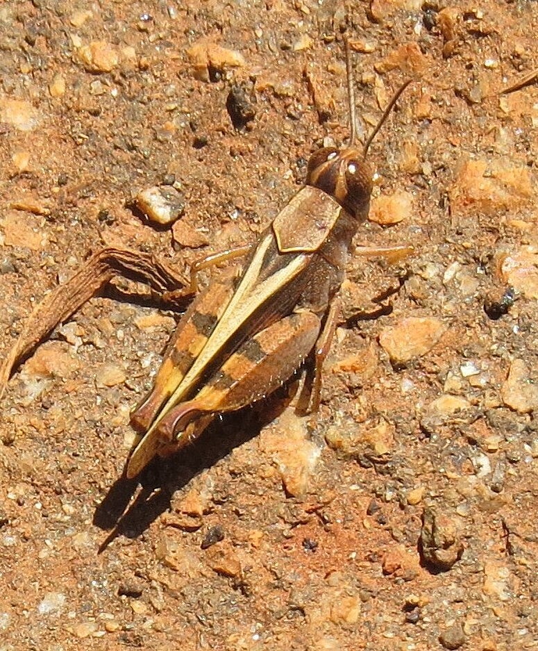 Acorypha laticosta